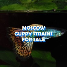 Moscow guppies for sale